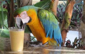 Parrot-smaller