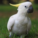 La ce boli sunt predispusi papagalii cacadu?