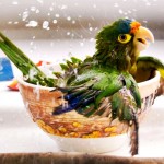 Cum sa faci baie papagalului