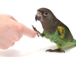 meyers-parrot-body-language