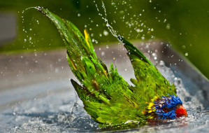 parrot-bath