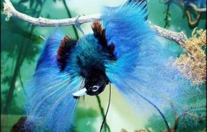 blue-bird-of-paradise