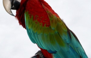 parrot_by_fernstock