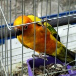 Cum curatam colivia papagalului